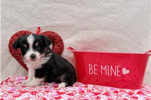 Prancer - Australian Shepherd for sale