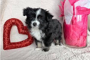 Dash - Australian Shepherd for sale