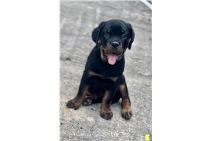 James - puppy for sale