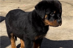Amias - Rottweiler for sale