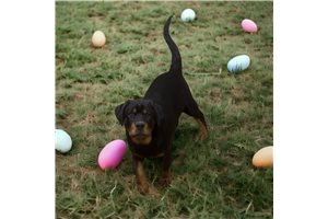 Wyatt - Rottweiler for sale