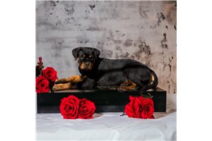 Calista - Rottweiler for sale