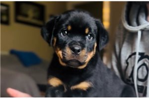 Lola - puppy for sale