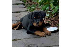 Aniyah - puppy for sale