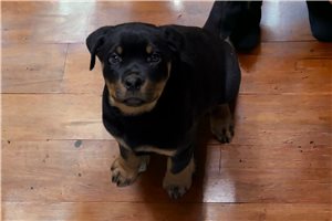 Lily - puppy for sale