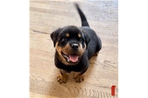 Cole - Rottweiler for sale