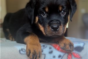 Lily - Rottweiler for sale