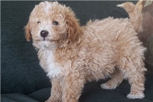 Tyler - Poodle, Miniature for sale