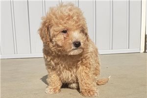 Tevin - Poodle, Miniature for sale