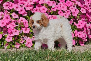 Kane - Miniature Poodle for sale