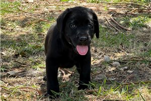 Grayson - Labrador Retriever for sale