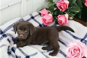 Rosemary - Labrador Retriever for sale