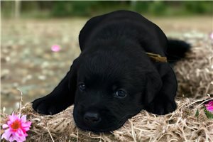 Willa - Labrador Retriever for sale