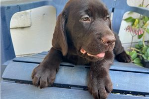 Rosalie - Labrador Retriever for sale