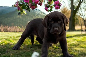 Rosalie - Labrador Retriever for sale
