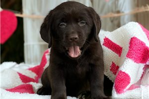 Layla - Labrador Retriever for sale