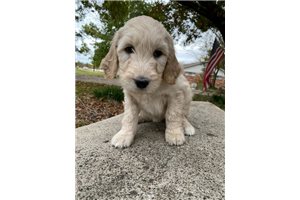 Andrea - Goldendoodle for sale