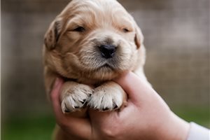 Autumn - Golden Retriever for sale