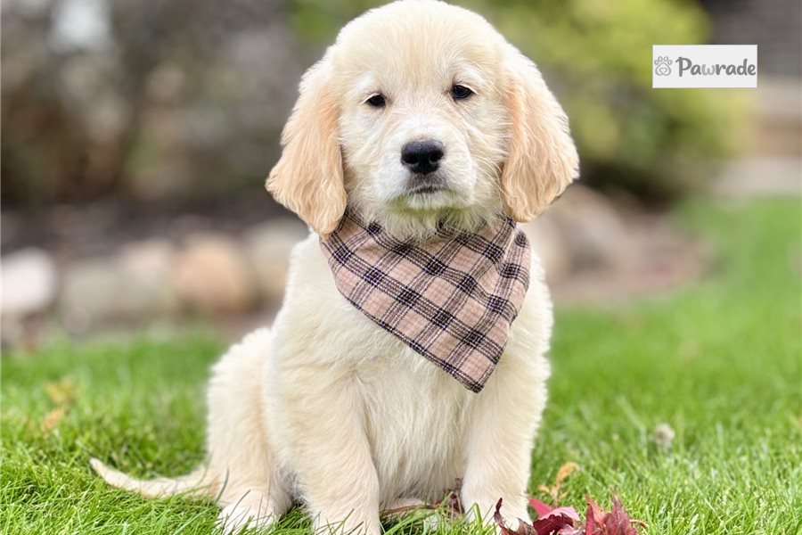 Chowder - Goldendoodle for sale