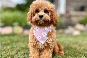 April - puppy for sale