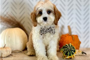 Calvin - Cavapoo for sale