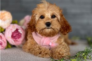 Anya - Cavapoo for sale