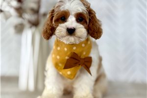 Damien - Cavapoo for sale
