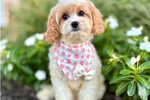Kendall - Cavapoo for sale