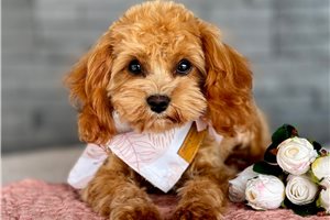 Lily - Cavapoo for sale