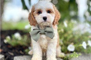 Calvin - Cavapoo for sale