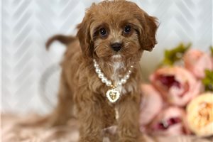 Lily - Cavapoo for sale