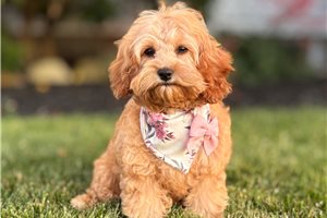Anya - Cavapoo for sale