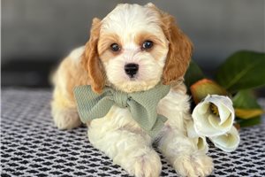 Calvin - Cavapoo for sale