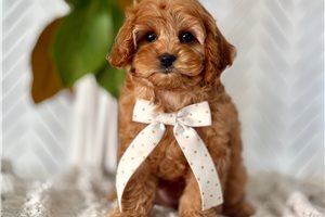 Anya - puppy for sale