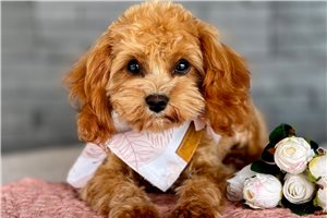Lily - Cavapoo for sale