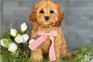 Anya - Cavapoo for sale