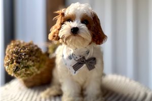 Damien - Cavapoo for sale