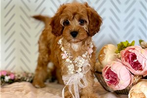 Rosa - Cavapoo for sale