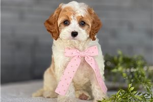 April - Cavapoo for sale