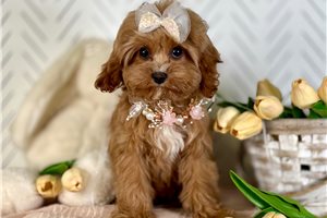 Lily - Cavapoo for sale