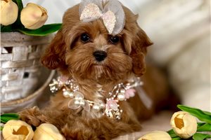 Lily - Cavapoo for sale
