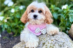 Kendall - Cavapoo for sale
