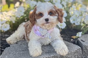 Maura - puppy for sale