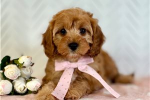 Rosa - Cavapoo for sale