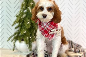 Misty - Cavapoo for sale