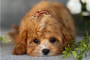 Atom - Cavapoo for sale