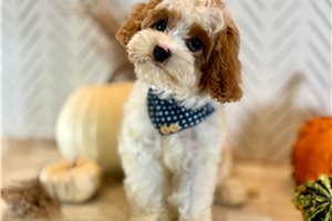 Damien - Cavapoo for sale
