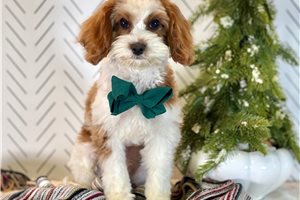 Mater - Cavapoo for sale