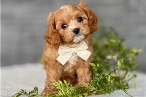 Atom - puppy for sale