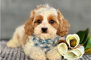 Damien - Cavapoo for sale